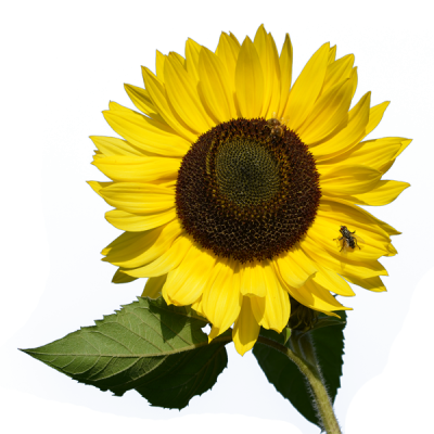 With Bug Sunflower Transparent Clipart PNG Images