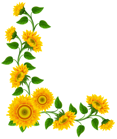 Sunflowers Picture PNG Images