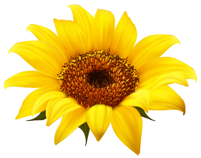 Sunflowers Transparent Background PNG Images