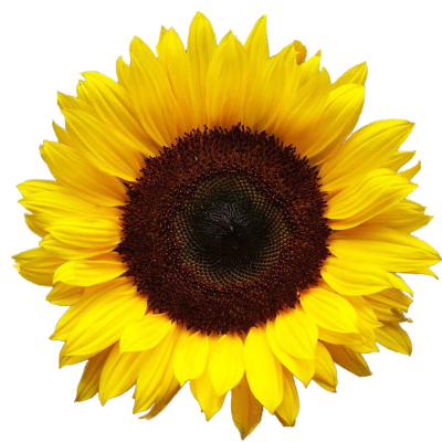 Sunflowers Free Download Transparent PNG Images
