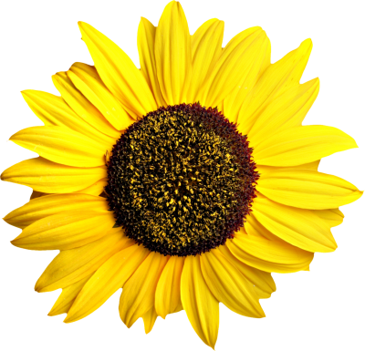 Sunflowers Clipart HD PNG Images