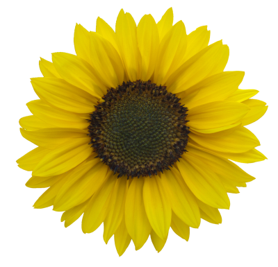 Sunflowers PNG Icon PNG Images