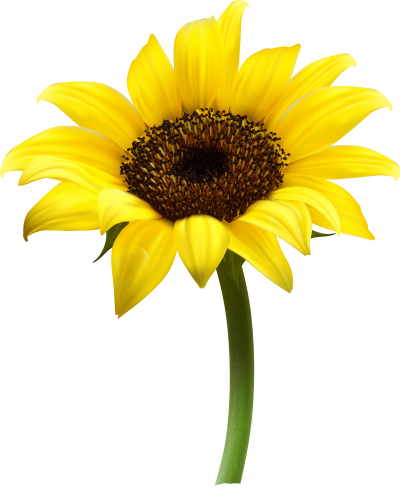 Sunflowers PNG Vector Images with Transparent background - TransparentPNG