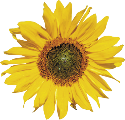 Download Download SUNFLOWERS Free PNG transparent image and clipart