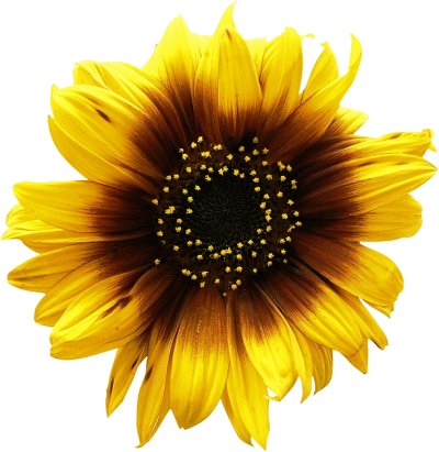 Free Free 300 Transparent Background Sunflower Clipart Sunflower Png SVG PNG EPS DXF File