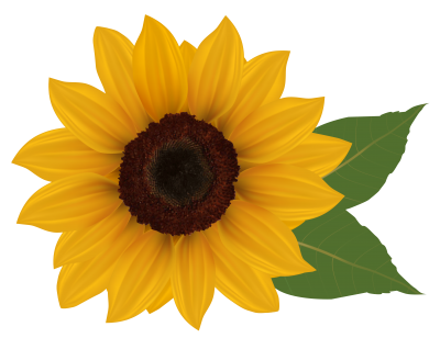 Sunflowers Background PNG Images