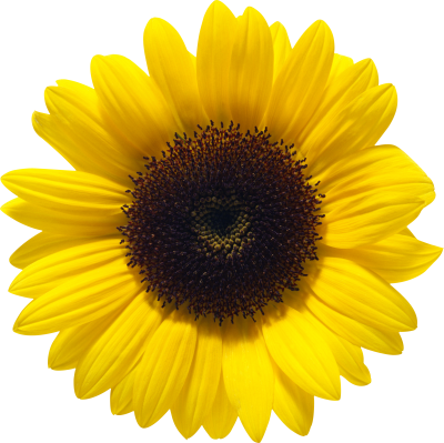 Sunflowers Icon Clipart PNG Images