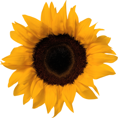 Download SUNFLOWERS Free PNG transparent image and clipart