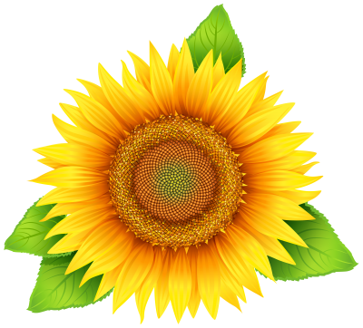 Sunflowers Vector PNG Images