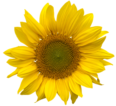 Sunflowers PNG Vector Images with Transparent background - TransparentPNG