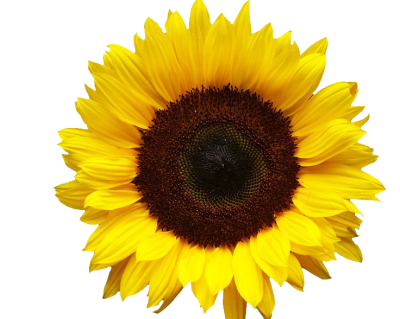 Sunflowers Simple PNG Images