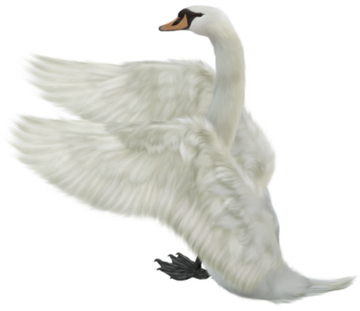 Flying Swan Png PNG Images