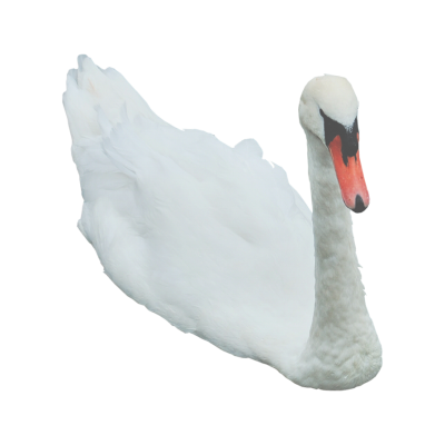 Light Swan Png Transparent Images PNG Images
