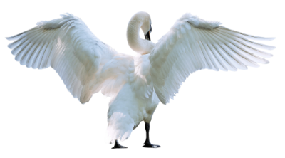 New Swan Png Image PNG Images