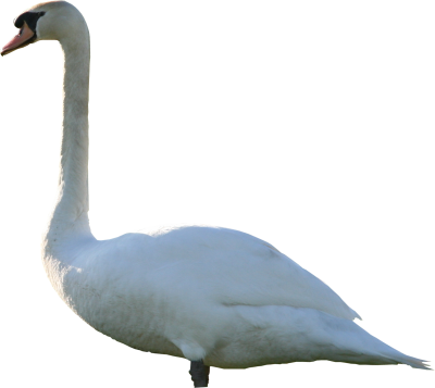 Simple Swan Png PNG Images