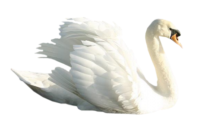 Stance Swan Png Images PNG Images