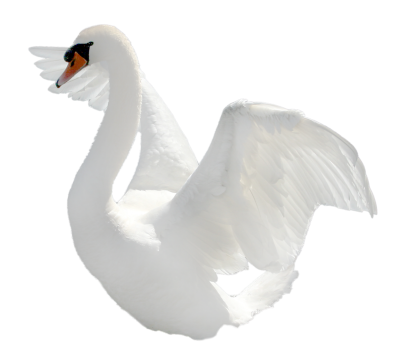 Swan, Bird, Plumage, Nature Images PNG Images