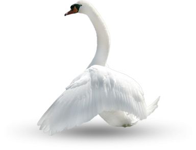 Swan, Bird, Plumage, Nature Photo PNG Images