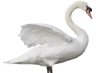 Swan, Bird, Plumage, Nature Pictures PNG Images