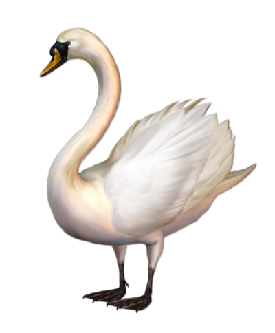 Swan Clipart Images PNG Images