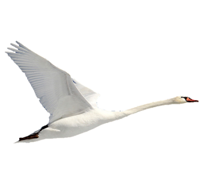 Swan Energy Pictures PNG Images