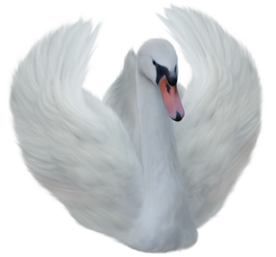 Swan Pictures PNG Images