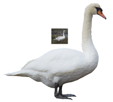 Swan Png PNG Images