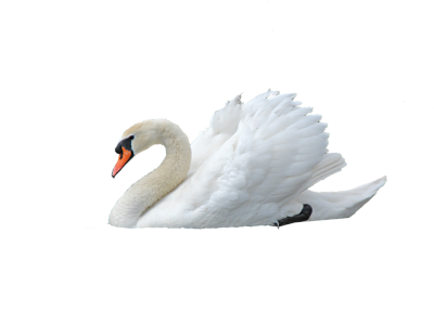 Swan Png Photo PNG Images