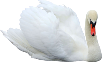 Swan Png Pictures PNG Images