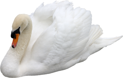 White Swan Png Images PNG Images