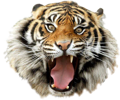 Angry Tiger Transparent Pictures PNG Images