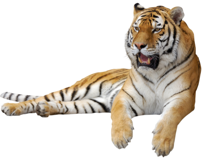 Tiger Png Clipart Picture Images PNG Images