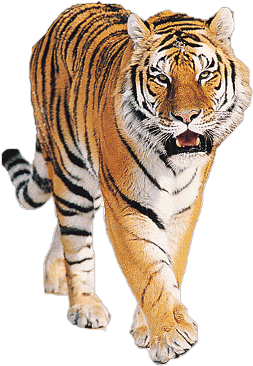 angry tiger png