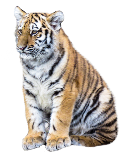 Beautiful Baby Tiger Hd Background PNG Images