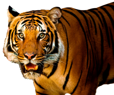 Closely Tiger Face Transparent Background PNG Images