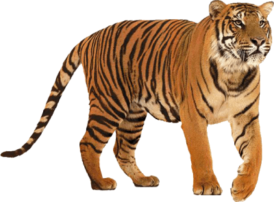 Mighty Tiger Clipart PNG Images