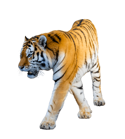 Walking Angry Tiger Hd Transparent Background PNG Images