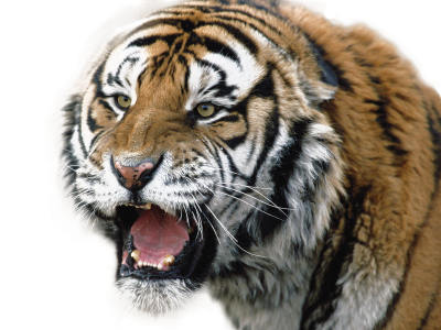Roaring Tiger Face Transparent Picture PNG Images