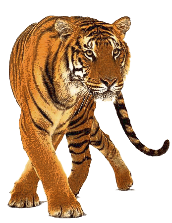 Tiger Transparent Approaching Its Prey PNG Images