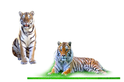 Tiger Stickers Png PNG Images