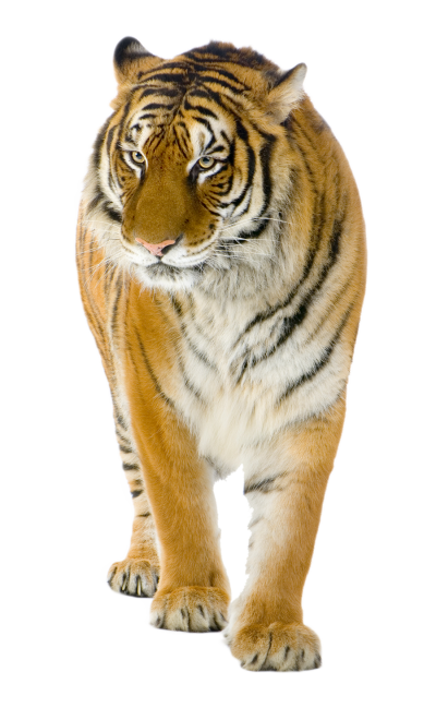 Cool Tiger Png PNG Images