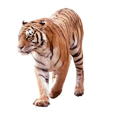 Angry Face Tiger Clipart Transparent PNG Images