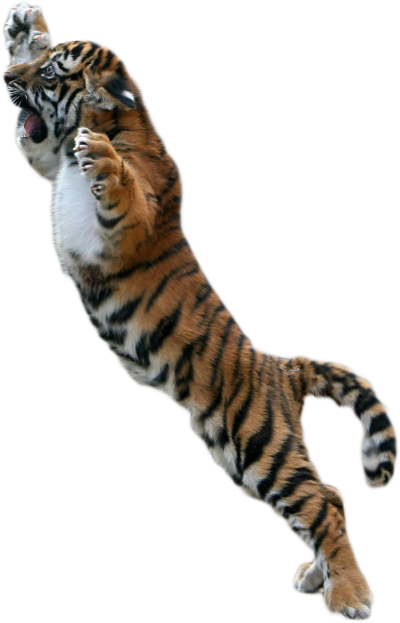 Tiger Attacking Clipart Png PNG Images