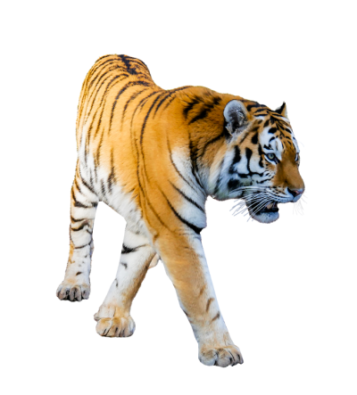 Angry Tiger Png Photos Free Download PNG Images