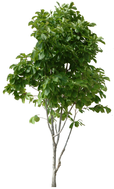 Hd Tree Png Cool Tree Image PNG Images