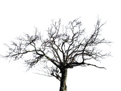 Leafless Tree Png Images PNG Images