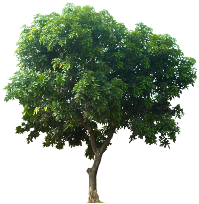 Plant Tree Png PNG Images