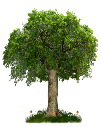 Png Tree Clipart PNG Images