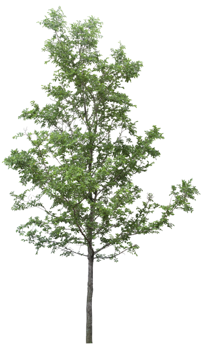 Single Tree Photos PNG Images