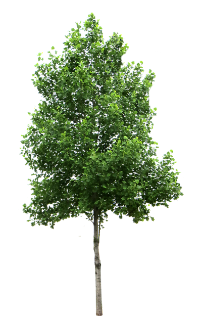 Texture Birch Tree Png PNG Images